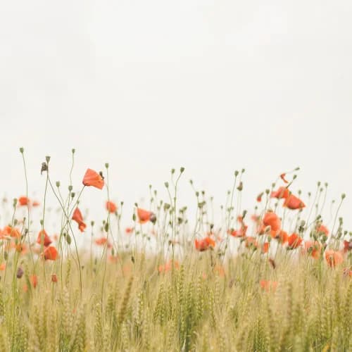Wildflower field